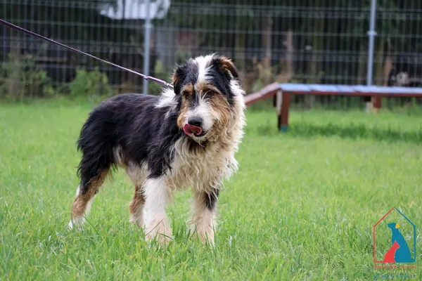 Pies do adopcji, Grudziądz, 26 lutego 2019 (4/5)