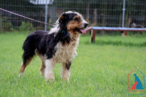 Pies do adopcji, Grudziądz, 26 lutego 2019 (5/5)