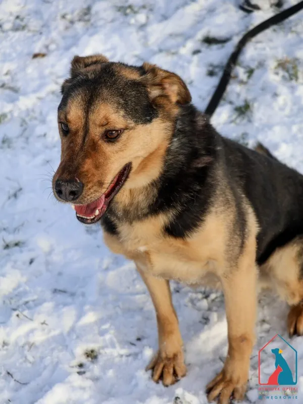Pies do adopcji, Grudziądz, 13 stycznia 2023 (1/5)