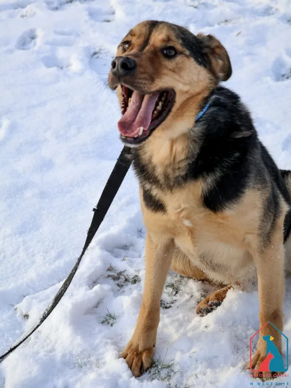 Pies do adopcji, Grudziądz, 13 stycznia 2023 (3/5)