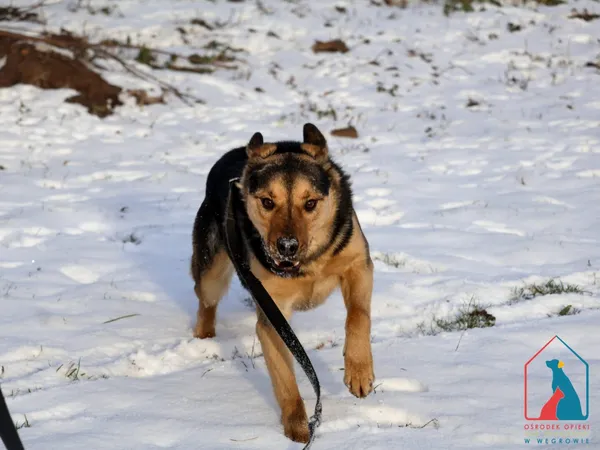 Pies do adopcji, Grudziądz, 13 stycznia 2023 (5/5)