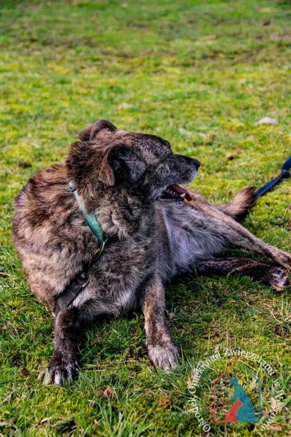 Pies do adopcji, Węgrowo, 27 lutego 2019 (3/5)