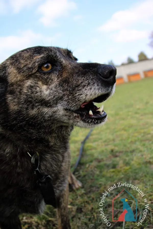 Pies do adopcji, Węgrowo, 27 lutego 2019 (5/5)