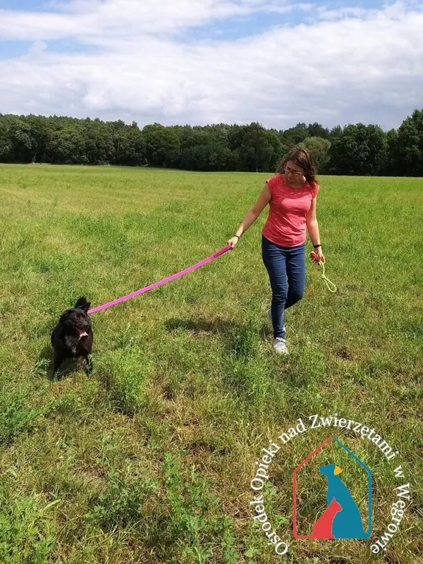 Pies do adopcji, Węgrowo, 7 sierpnia 2019 (2/5)