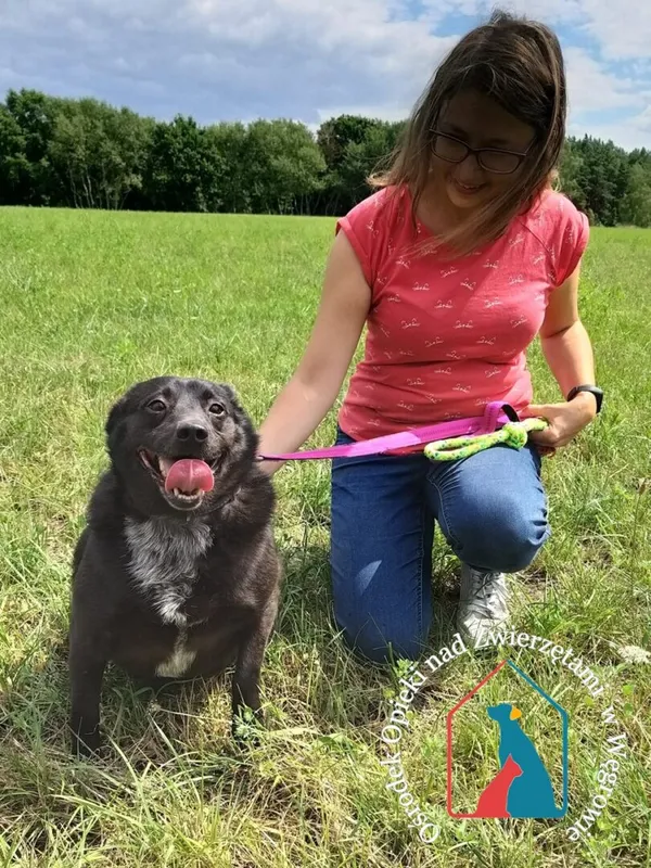 Pies do adopcji, Węgrowo, 7 sierpnia 2019 (5/5)