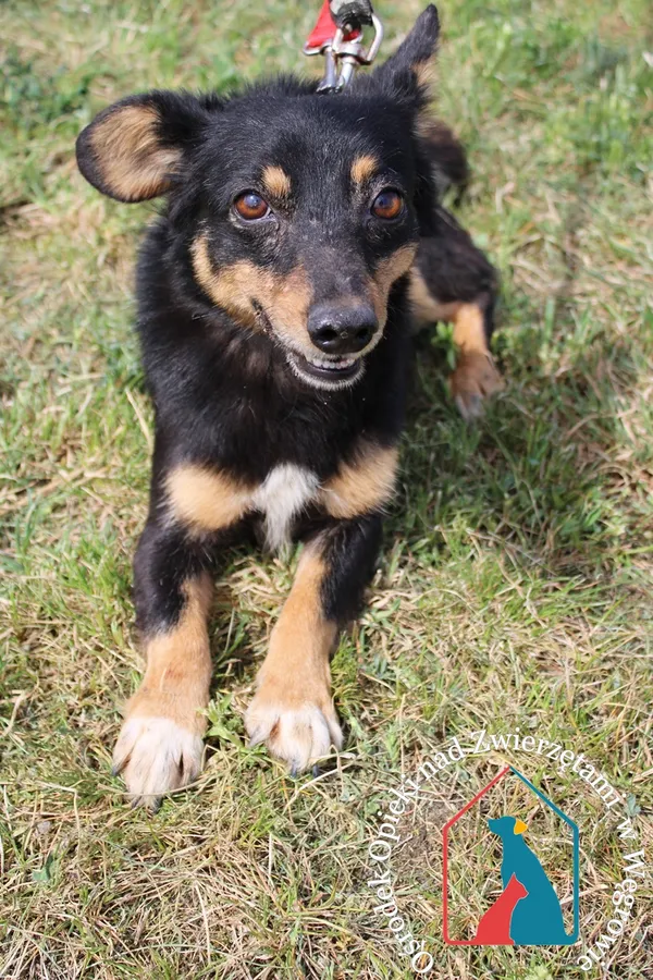 Pies do adopcji, Grudziądz, 25 lutego 2022 (3/5)