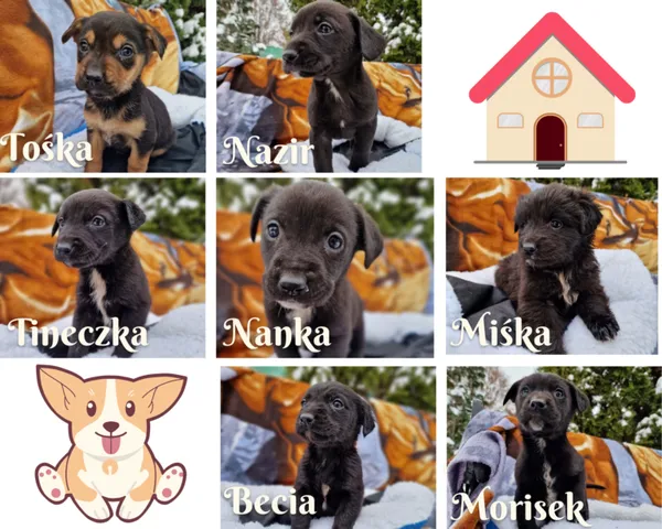 Pies do adopcji, Grudziądz, 18 listopada 2022 (1/2)