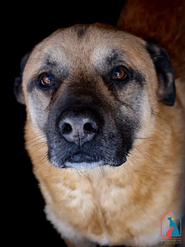 Pies do adopcji, Grudziądz, 27 sierpnia 2022 (2/5)