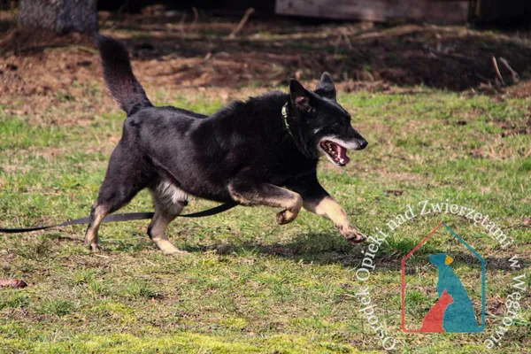Pies do adopcji, Węgrowo, 26 lutego 2019 (4/5)
