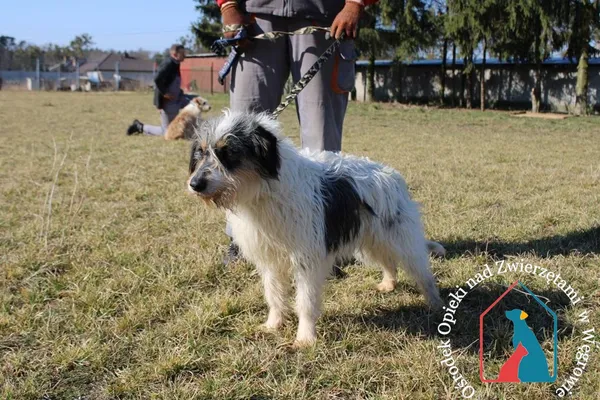 Pies do adopcji, Węgrowo, 15 stycznia 2022 (2/5)