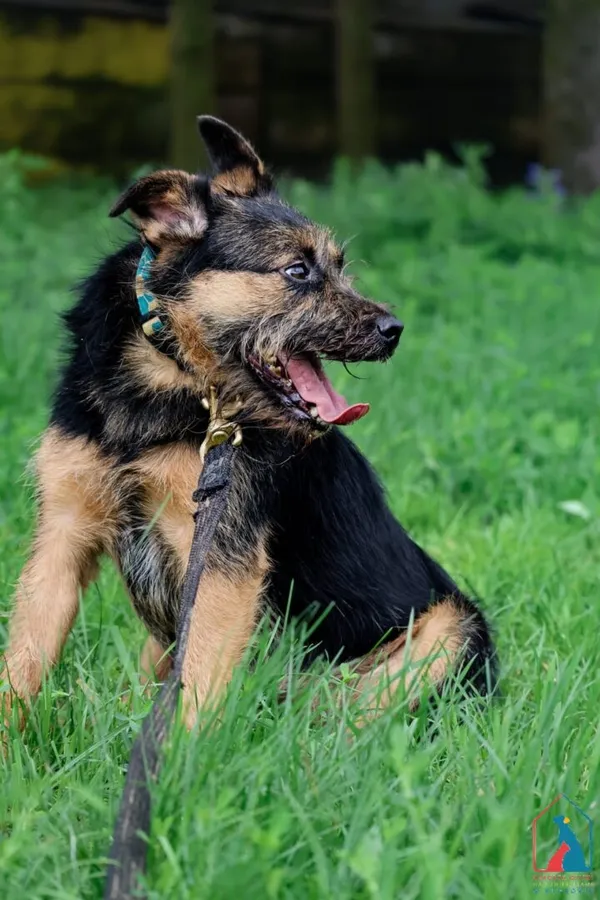 Pies do adopcji, Grudziądz, 25 marca 2023 (1/5)