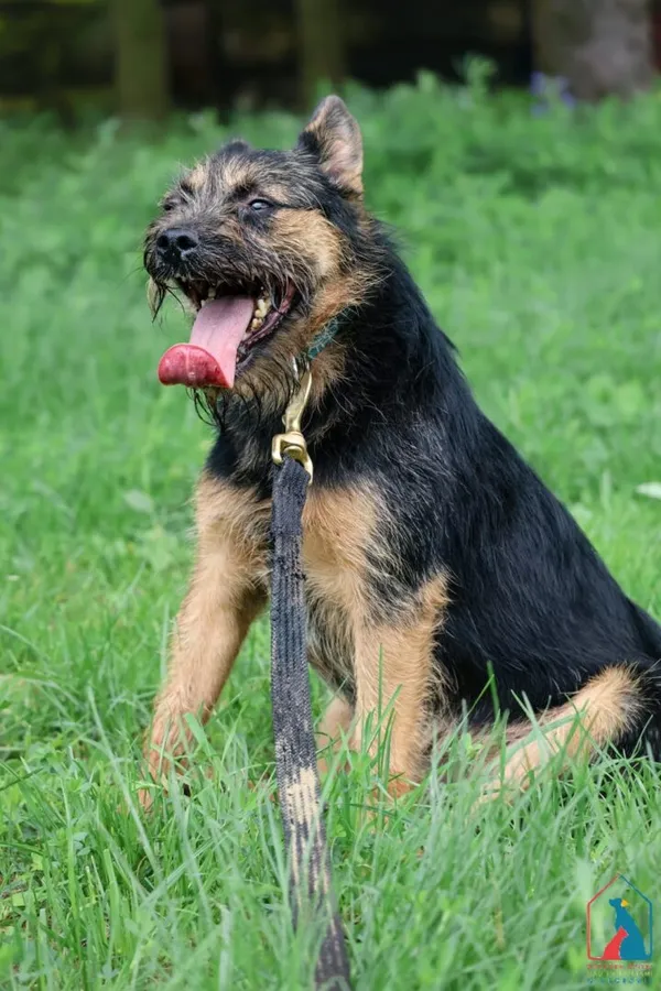 Pies do adopcji, Grudziądz, 25 marca 2023 (4/5)