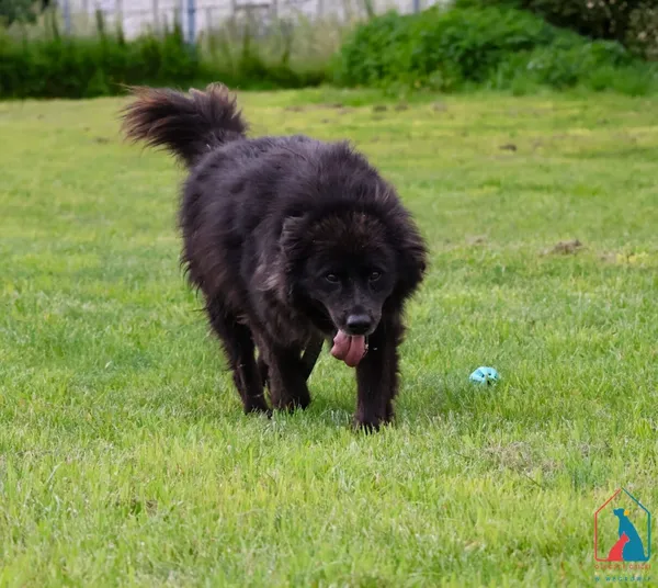 Pies do adopcji, Grudziądz, 16 stycznia 2020 (1/5)