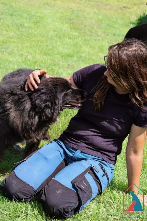 Pies do adopcji, Grudziądz, 16 stycznia 2020 (2/5)