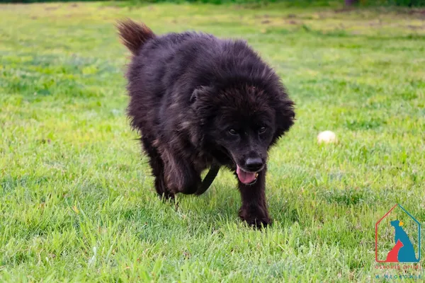 Pies do adopcji, Grudziądz, 16 stycznia 2020 (3/5)