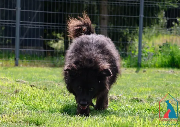 Pies do adopcji, Grudziądz, 16 stycznia 2020 (4/5)