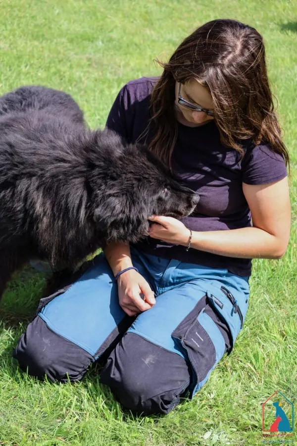 Pies do adopcji, Grudziądz, 16 stycznia 2020 (5/5)