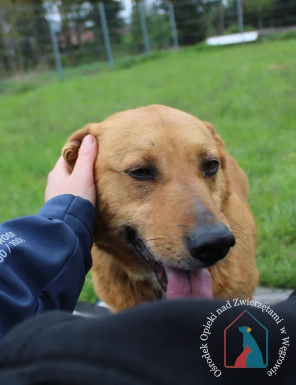 Pies do adopcji, Węgrowo, 5 lutego 2019 (2/5)