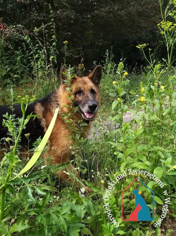 Pies do adopcji, Węgrowo, 29 sierpnia 2019 (1/5)