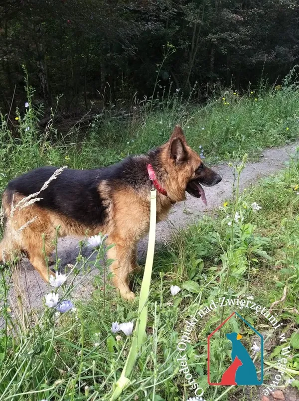 Pies do adopcji, Węgrowo, 29 sierpnia 2019 (3/5)