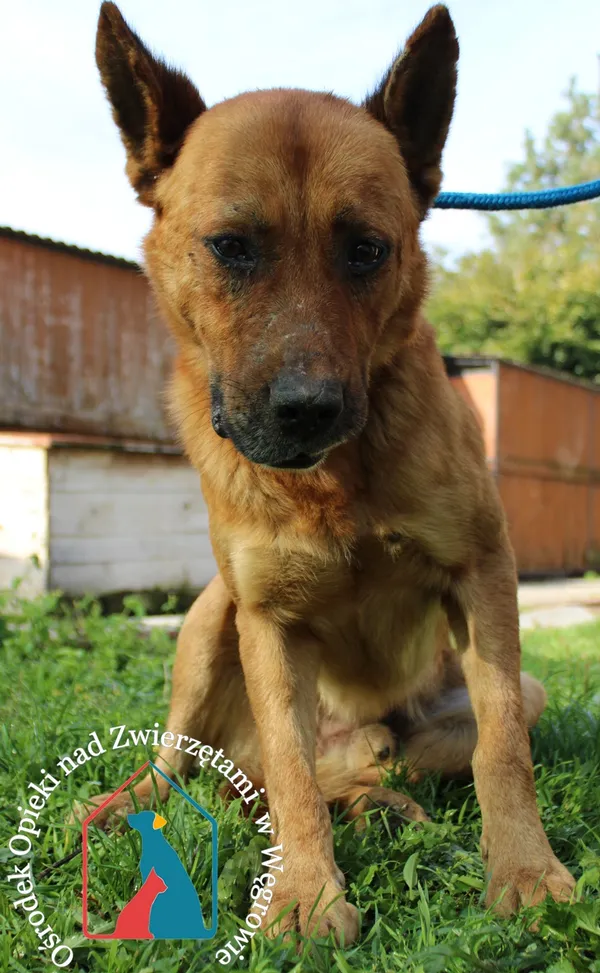 Pies do adopcji, Węgrowo, 26 września 2022 (1/5)