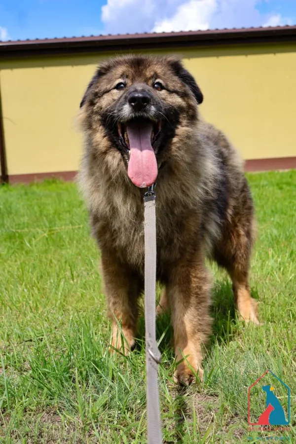 Pies do adopcji, Grudziądz, 2 czerwca 2022 (2/5)