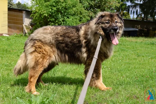 Pies do adopcji, Grudziądz, 2 czerwca 2022 (3/5)