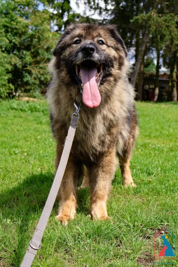 Pies do adopcji, Grudziądz, 2 czerwca 2022 (5/5)