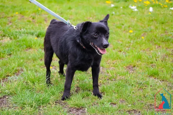 Pies do adopcji, Grudziądz, 15 lutego 2022 (1/5)