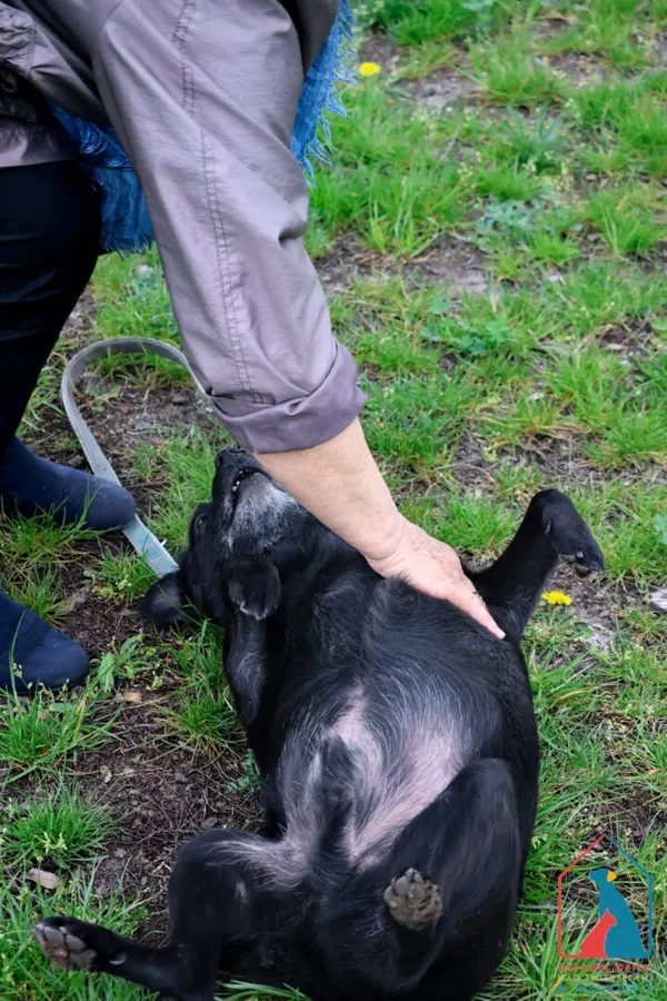 Pies do adopcji, Grudziądz, 15 lutego 2022 (2/5)