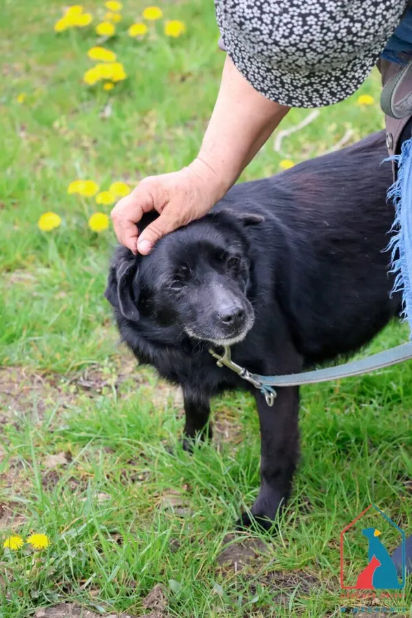 Pies do adopcji, Grudziądz, 15 lutego 2022 (5/5)