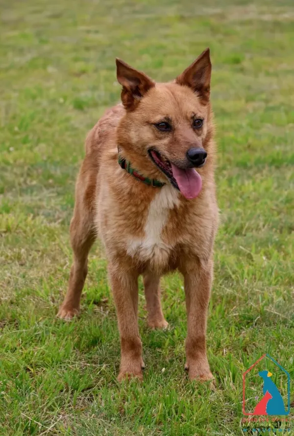 Pies do adopcji, Grudziądz, 28 stycznia 2021 (1/5)