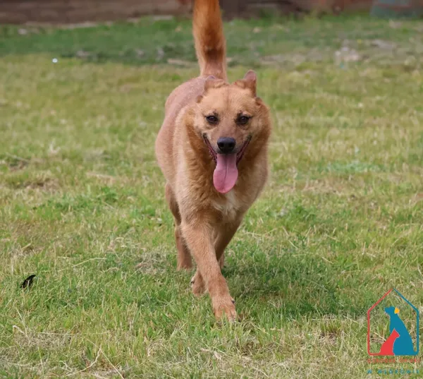 Pies do adopcji, Grudziądz, 28 stycznia 2021 (2/5)