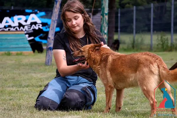 Pies do adopcji, Grudziądz, 28 stycznia 2021 (3/5)
