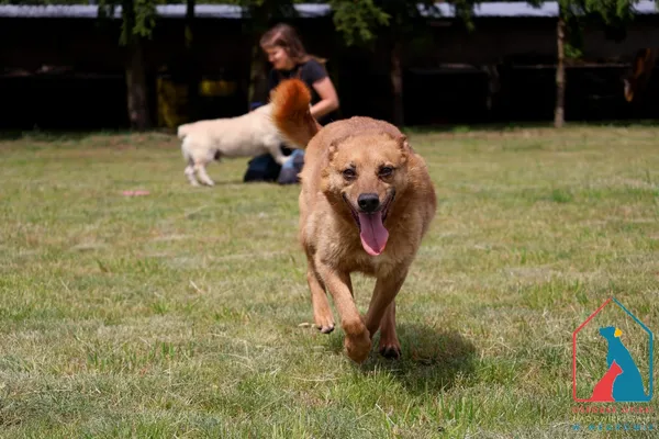 Pies do adopcji, Grudziądz, 28 stycznia 2021 (4/5)