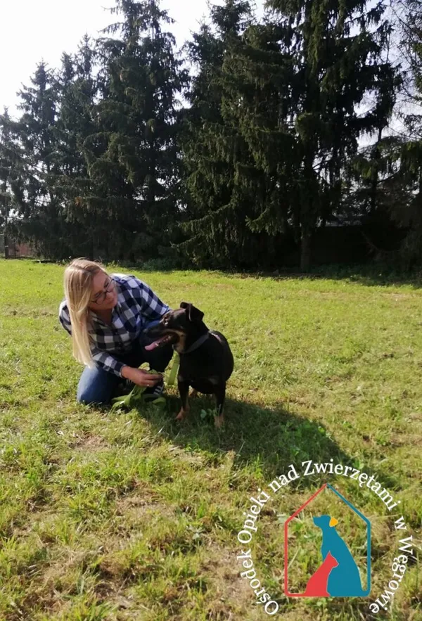 Pies do adopcji, Węgrowo, 18 października 2019 (2/5)