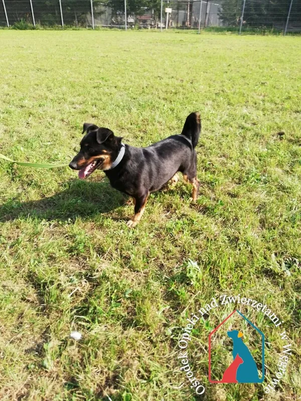 Pies do adopcji, Węgrowo, 18 października 2019 (4/5)