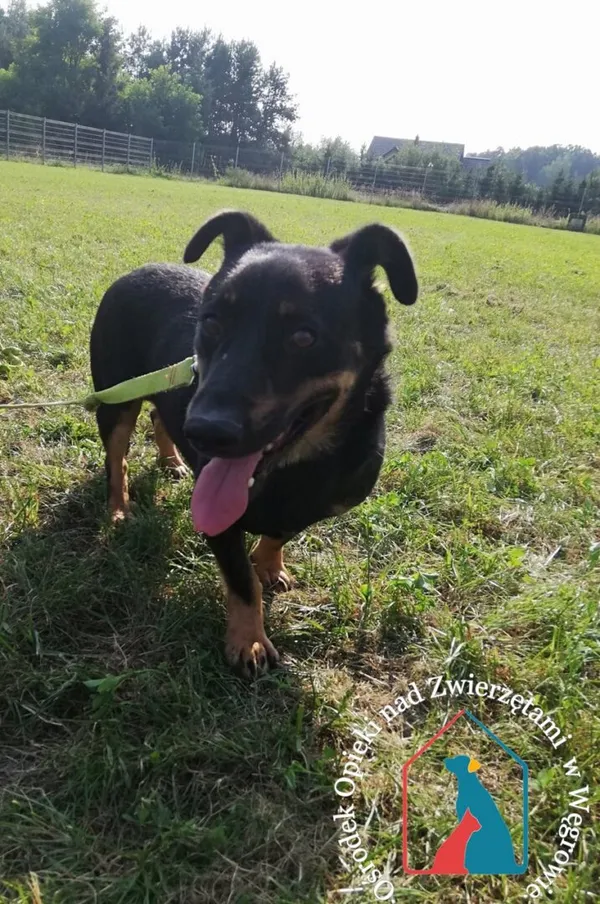 Pies do adopcji, Węgrowo, 18 października 2019 (5/5)