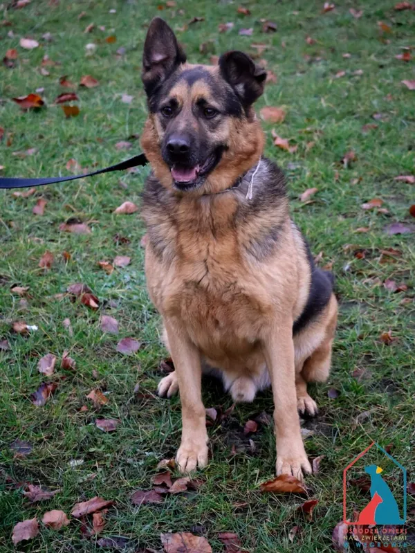 Pies do adopcji, Grudziądz, 6 grudnia 2022 (1/5)