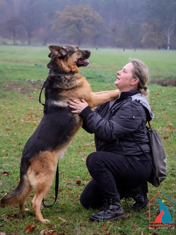 Pies do adopcji, Grudziądz, 6 grudnia 2022 (2/5)