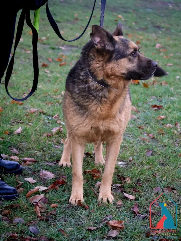 Pies do adopcji, Grudziądz, 6 grudnia 2022 (3/5)