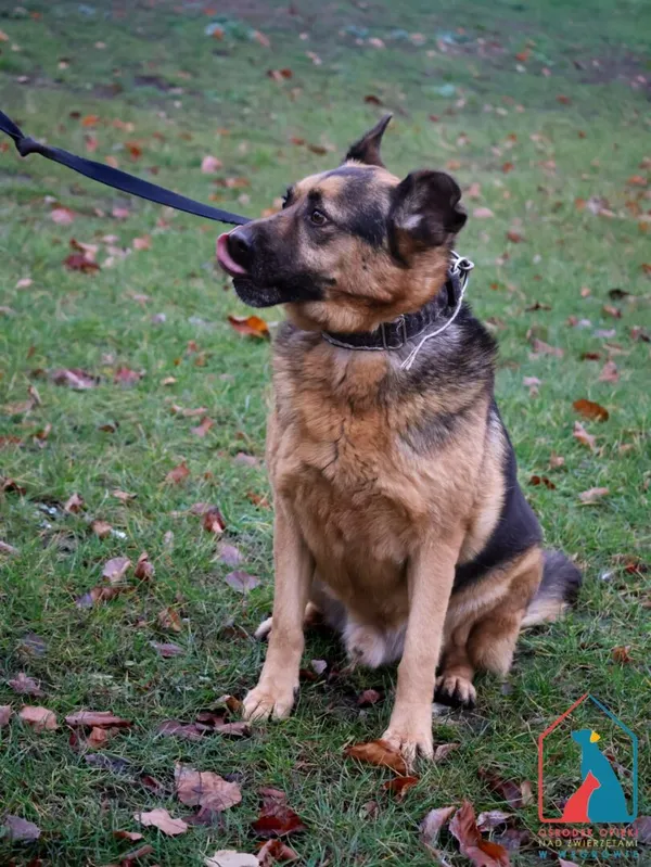 Pies do adopcji, Grudziądz, 6 grudnia 2022 (4/5)