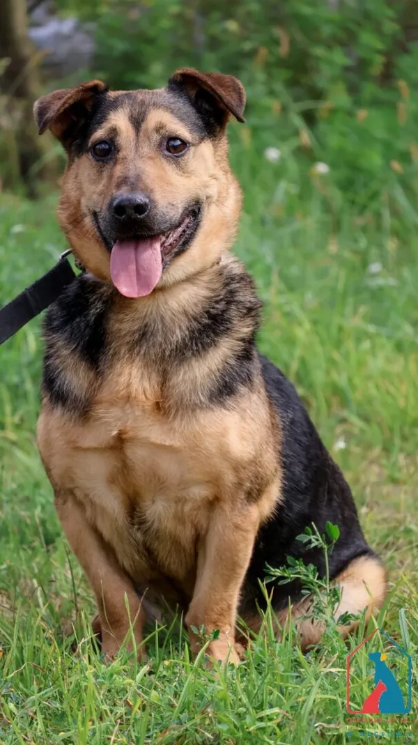 Pies do adopcji, Grudziądz, 15 marca 2023 (1/5)