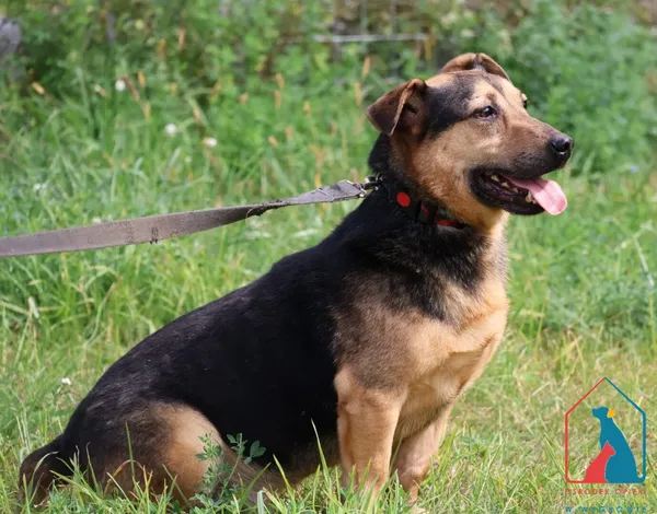 Pies do adopcji, Grudziądz, 15 marca 2023 (2/5)