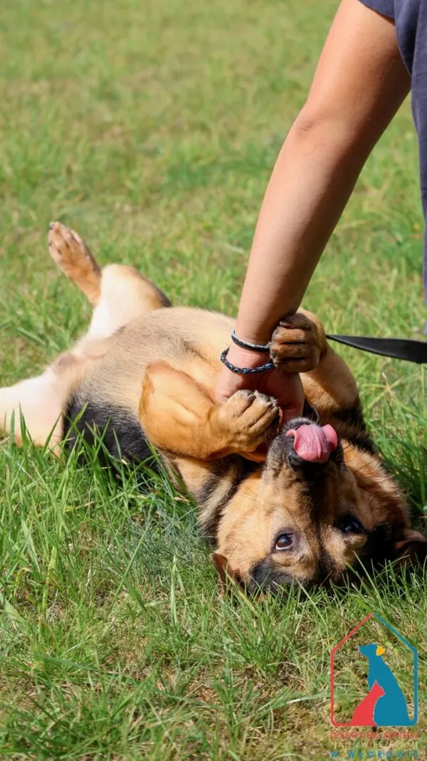 Pies do adopcji, Grudziądz, 15 marca 2023 (3/5)