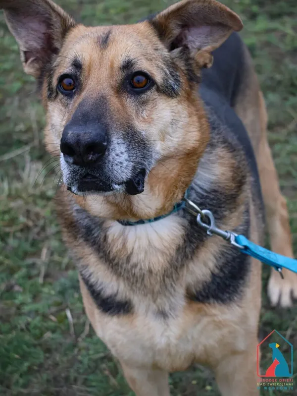 Pies do adopcji, Grudziądz, 13 stycznia 2023 (1/5)