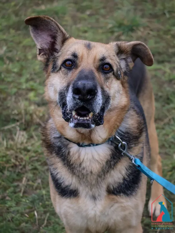 Pies do adopcji, Grudziądz, 13 stycznia 2023 (4/5)