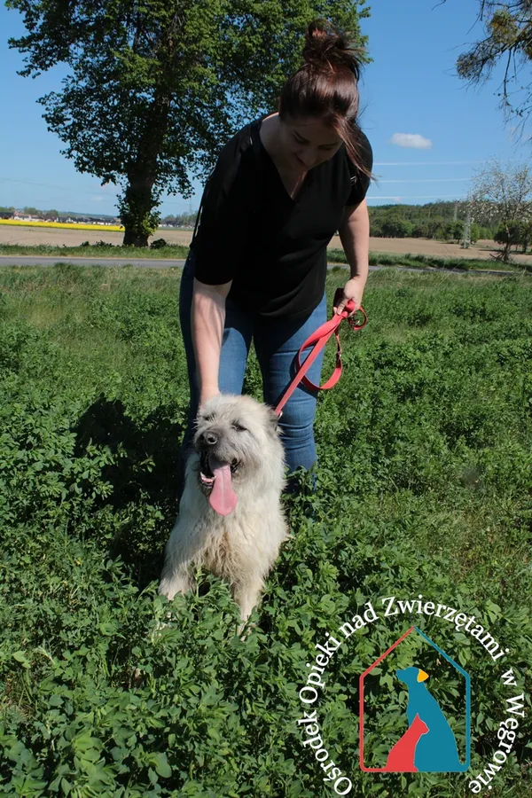 Pies do adopcji, Węgrowo, 25 lutego 2020 (1/5)