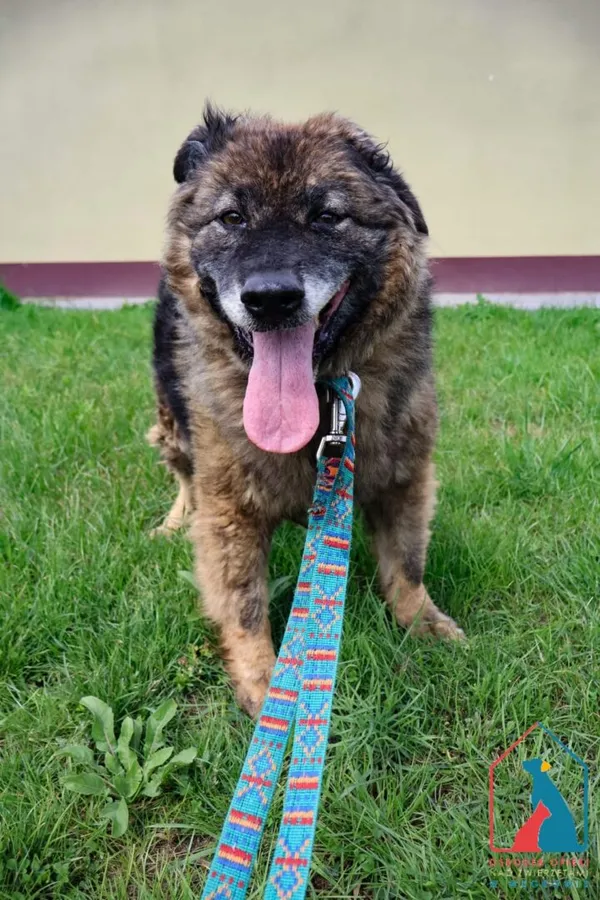 Pies do adopcji, Grudziądz, 20 lipca 2022 (1/5)