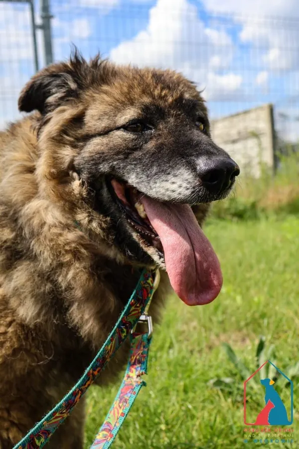 Pies do adopcji, Grudziądz, 20 lipca 2022 (2/5)